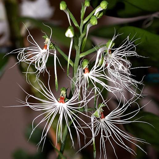 Habenaria medusa
