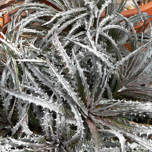 Dyckia fosteriana