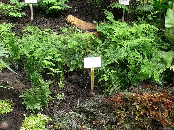 Selaginella pulcherrima