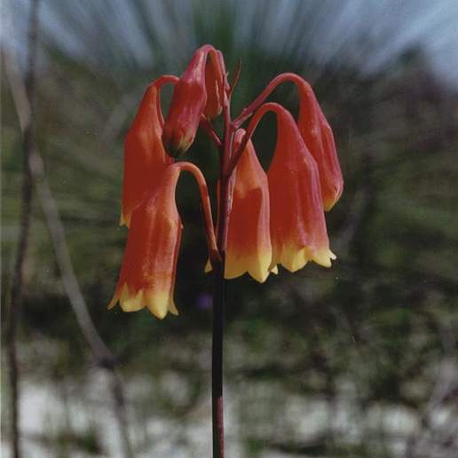 Blandfordia grandiflora