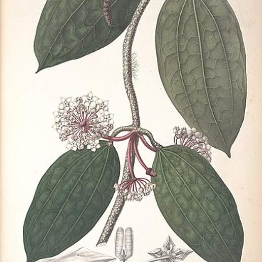 Hoya macrophylla
