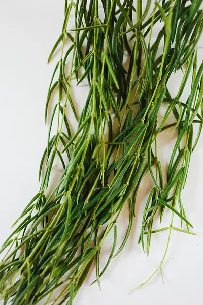 Hanging Wax Plant