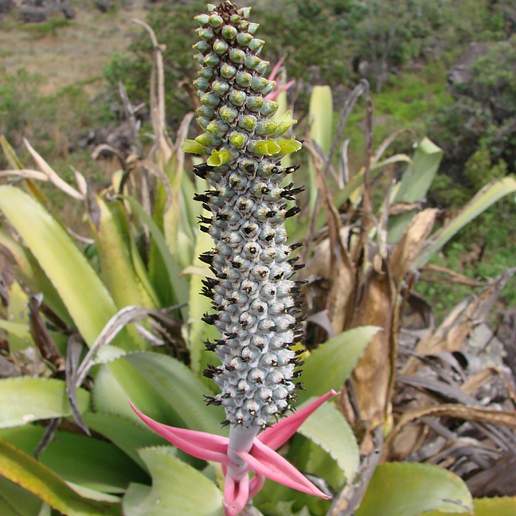 Aechmea bromeliifolia