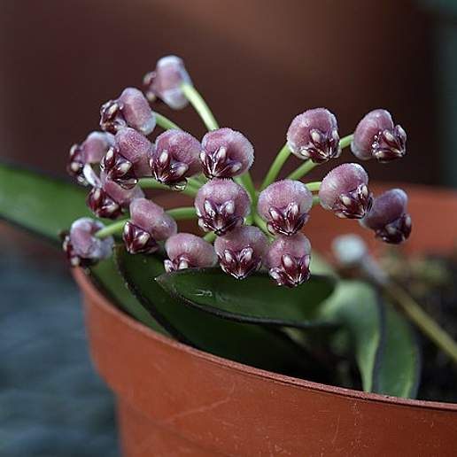 Hoya wayetii