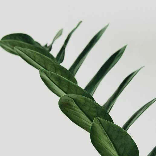 Palma Zamioculca (Mxico)