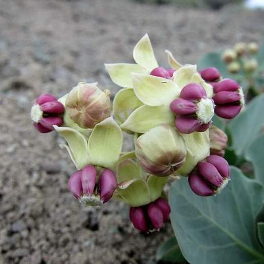 Pallid Milkweed