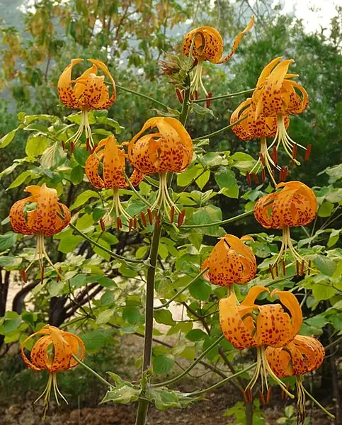 Humboldt Lily