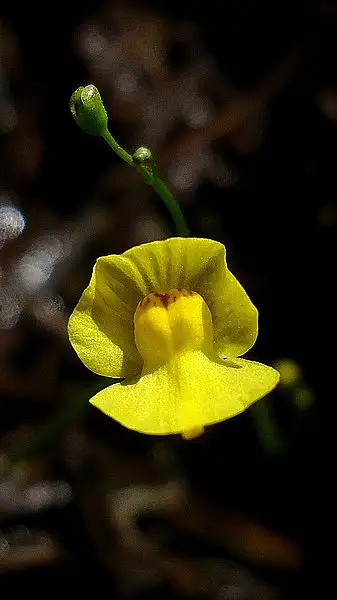 Humped Bladderwort