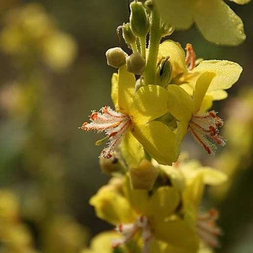 Showy Mullein