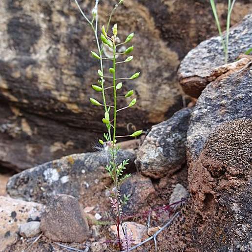 Prostrate Hutchinsia