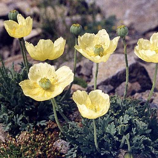 Arctic Poppy