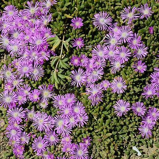 Hardy Iceplant