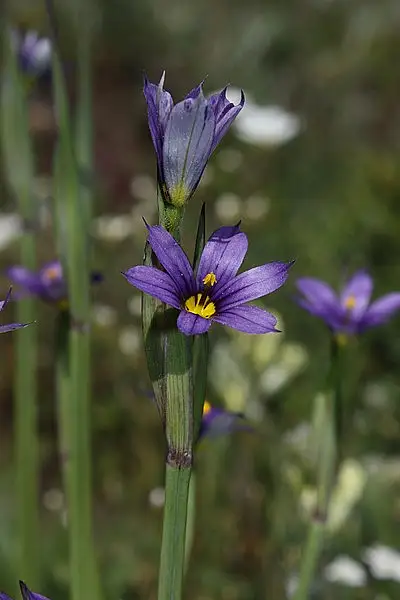 Idaho Blue Eyed Grass