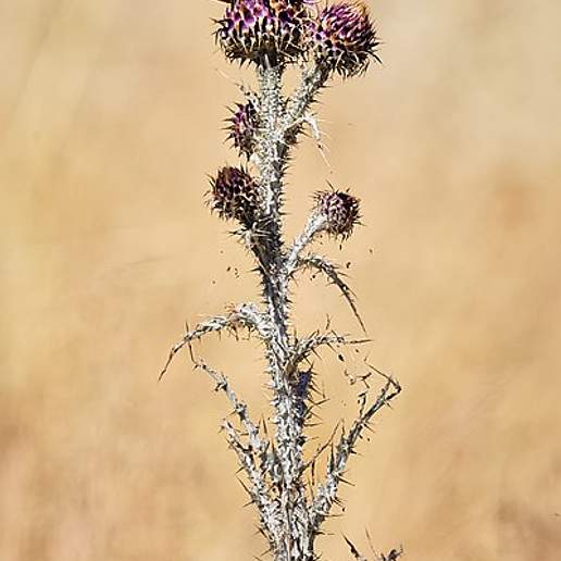 Illyrian Thistle