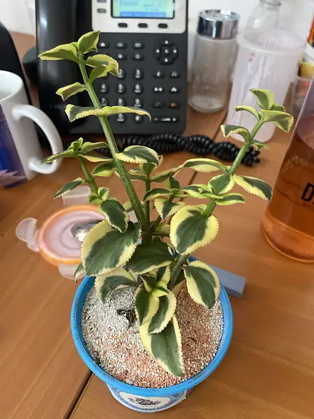 Jade Tree
