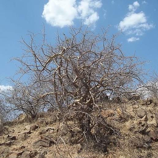 Indian Bdellium Tree