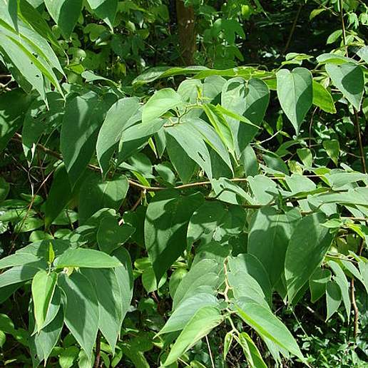 Indian Charcoal Tree