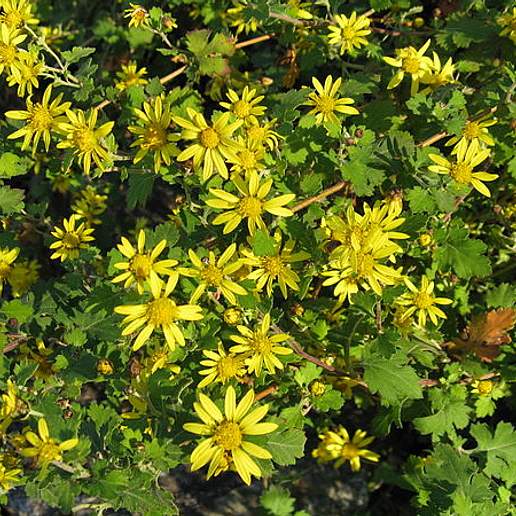 Indian Chrysanthemum