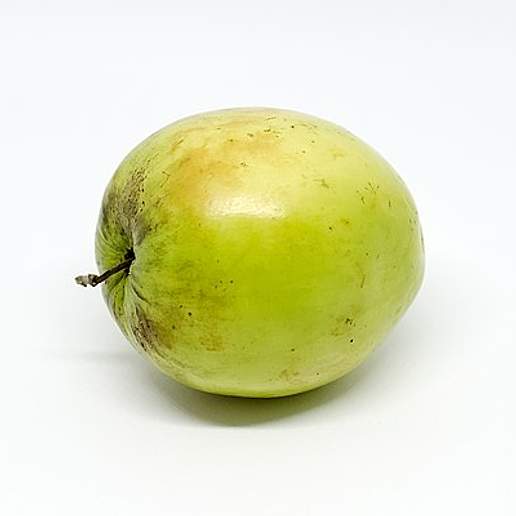 Indian Jujube