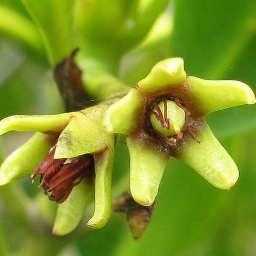 Ceriops Candolleana Sasakii