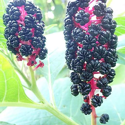 American Pokeweed