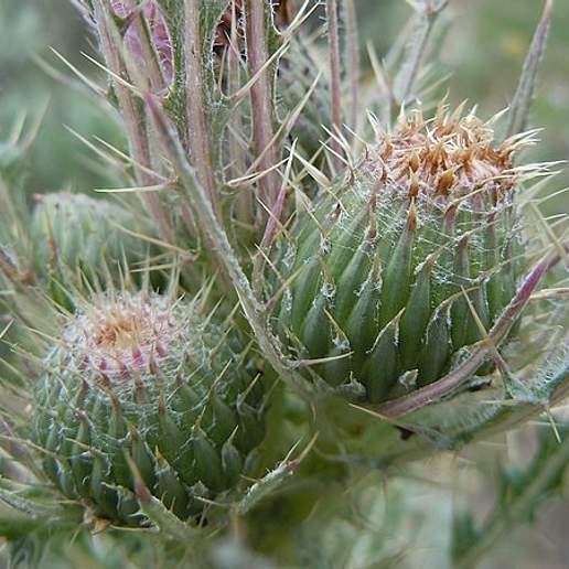 Clustered Thistle