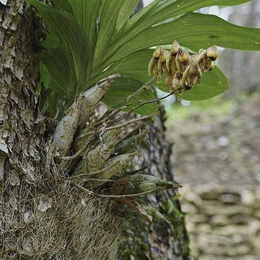 Intact Catasetum