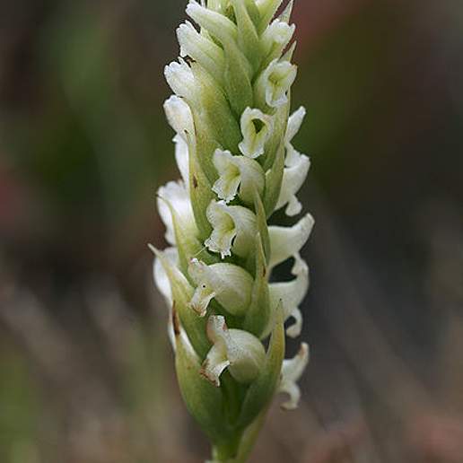 Irish Lady's Tresses