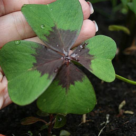 Iron Cross Oxalis