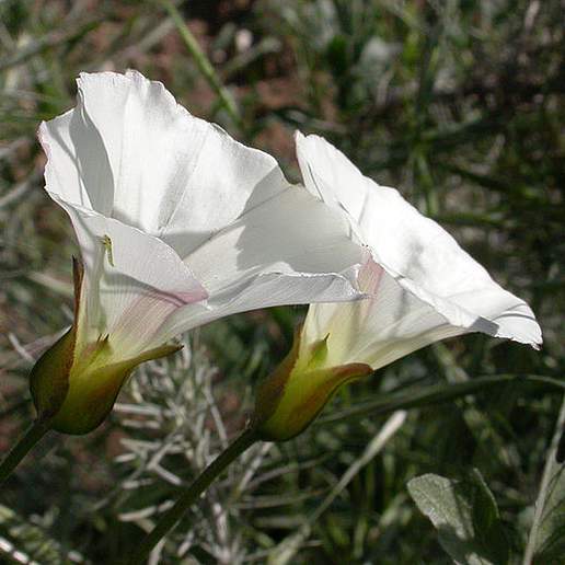 Island False Bindweed