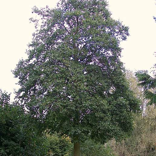 Alder Of Corsica