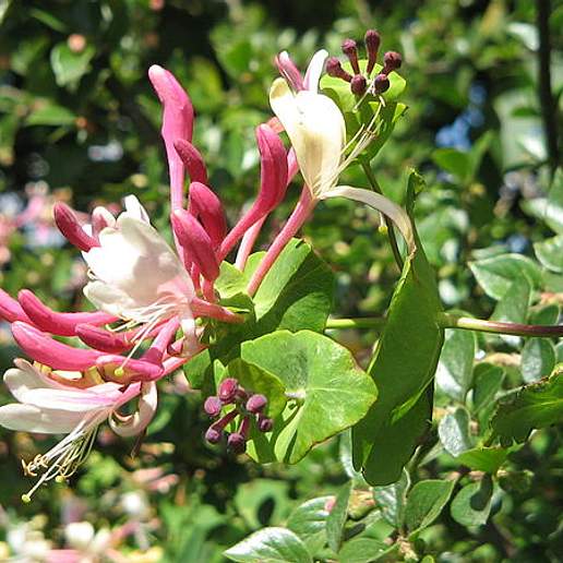 Italian Honeysuckle