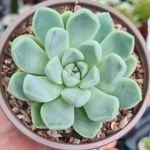 Pearl Echeveria