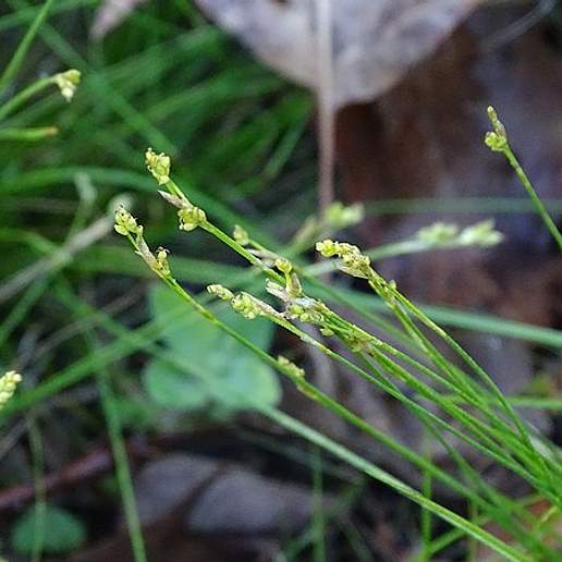Bristle Leaf Sedge