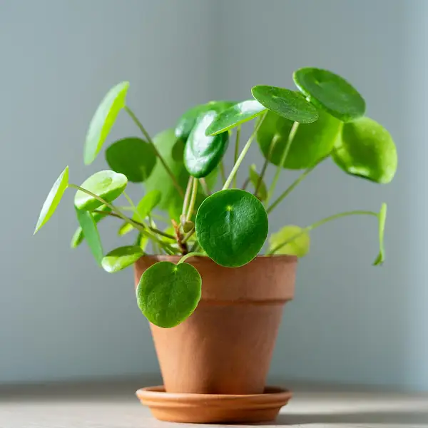 Chinese Missionary Plant
