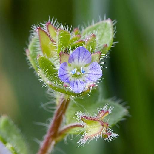 Ivy Leaved Speedwell