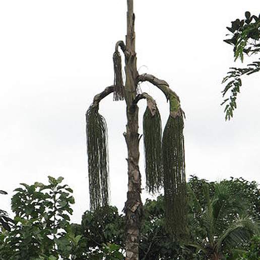 Jaggery Palm
