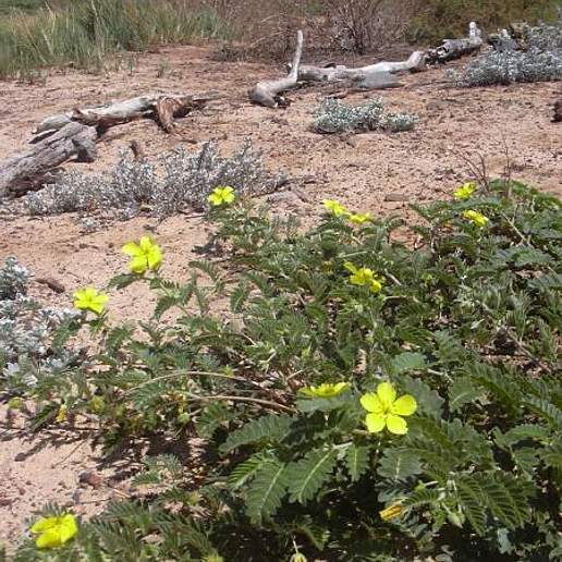 Large Yellow Caltrop