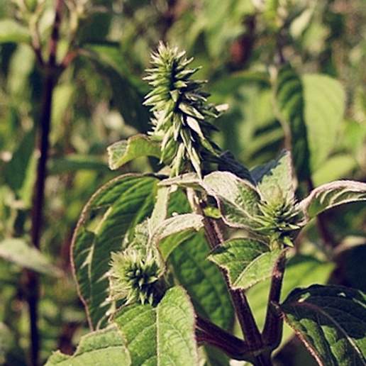 Japanese Chaff Flower