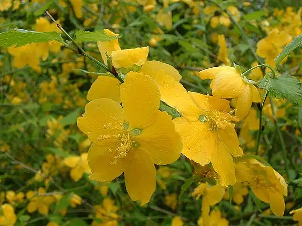 Japanese Rose