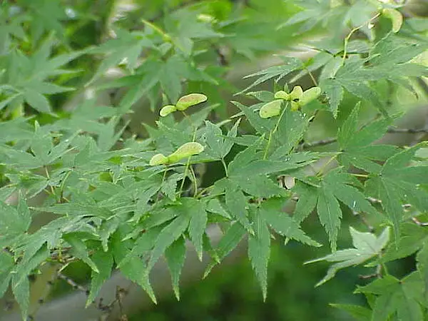 Weeping Red Japanese Lace Leaf Maple