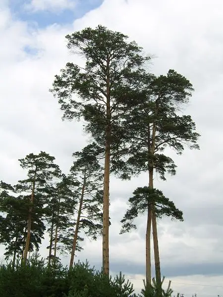 Japanese Pine