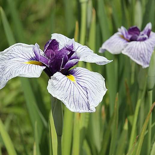Japanese Iris