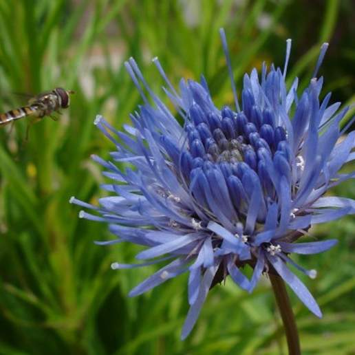 Shepherd's Scabious