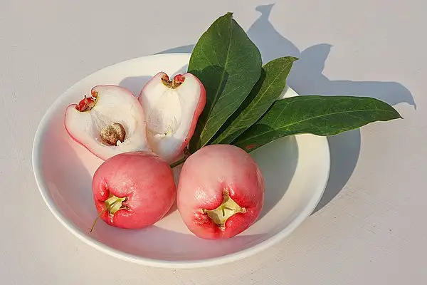Semarang Rose Apple