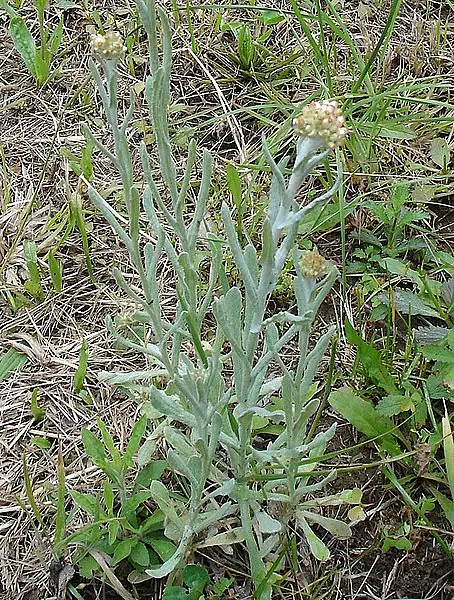 Weedy Cudweed