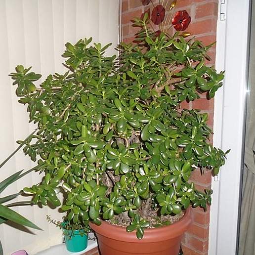 Jade Plant