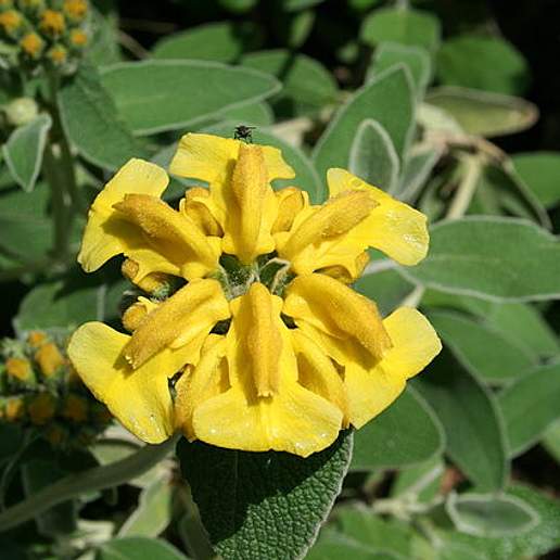 Jerusalem Sage