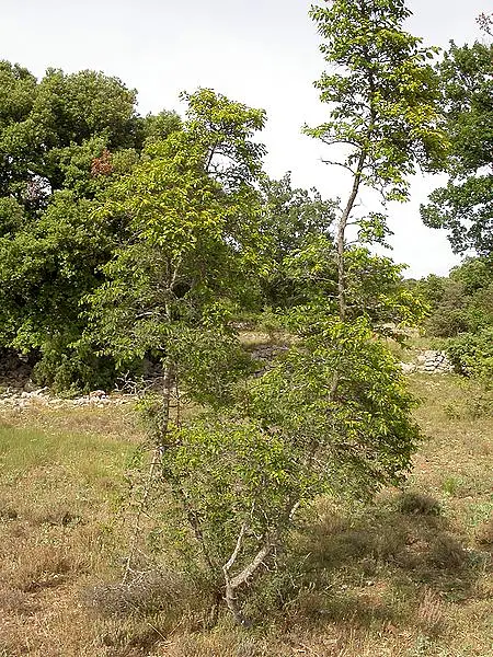 Jeruselem Thorn