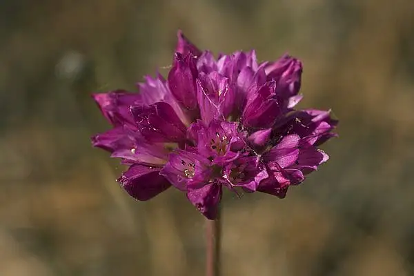 Serrated Onion